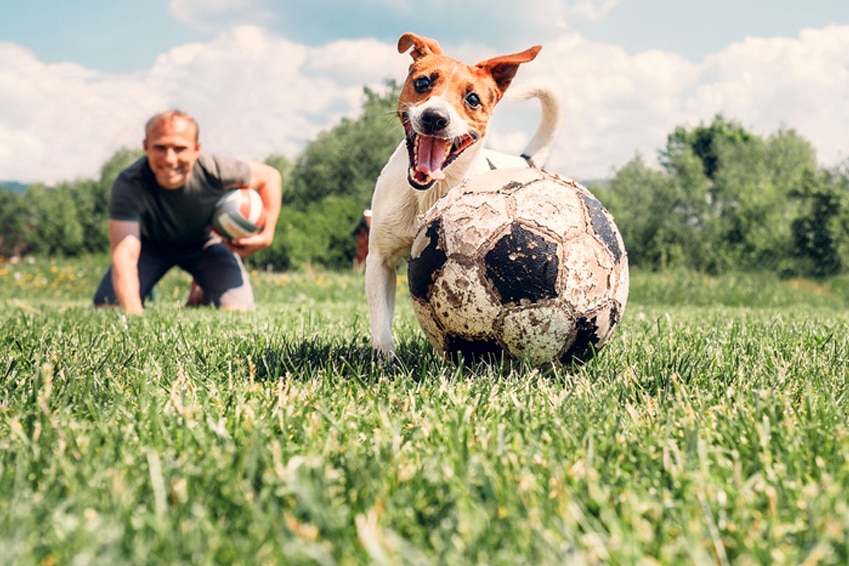 Fussball_Hund - Campingplatz Happach