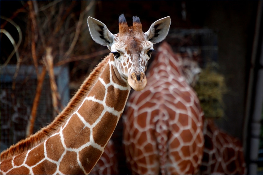 Ausflüge | Giraffen im Kölner Zoo